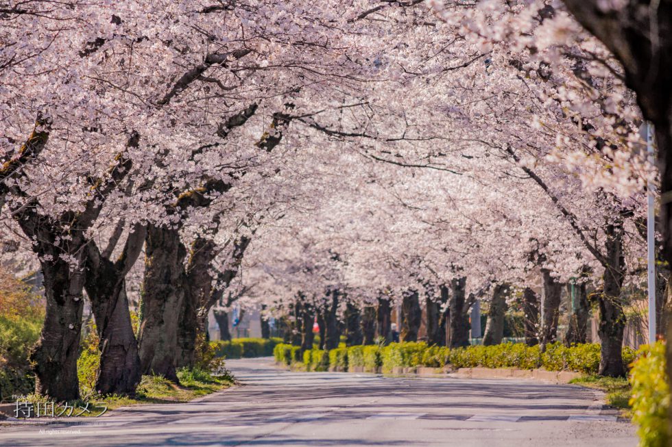 北桜通り（長瀞町本野上～長瀞町長瀞）｜持田カメラ（持田寫眞事務所） 埼玉県秩父長瀞の出張撮影カメラマン｜mochidacamera.com